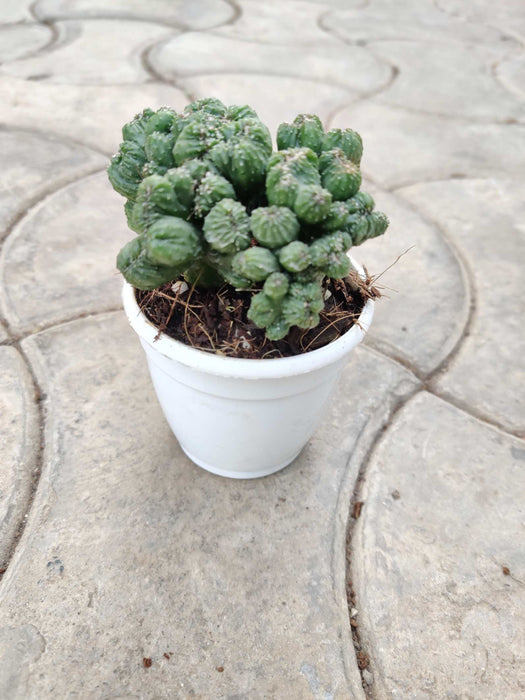 Cereus Forbesii Monstrose 7 cm pot