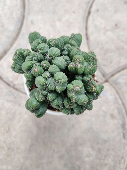 Cereus Forbesii Monstrose 7 cm pot