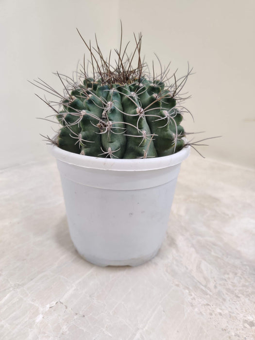 Gymnocalycium Mihanovichi 10 cm pot