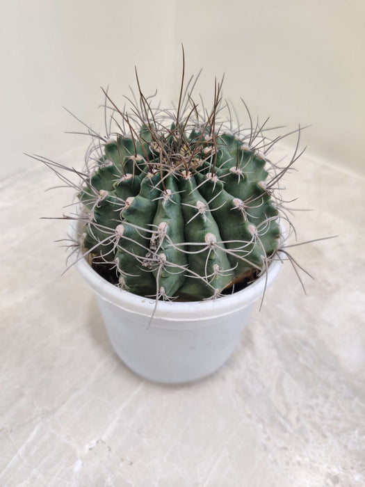 Gymnocalycium Mihanovichi 10 cm pot
