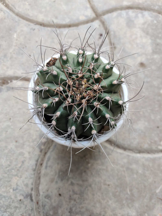 Gymnocalycium Mihanovichi 10 cm pot