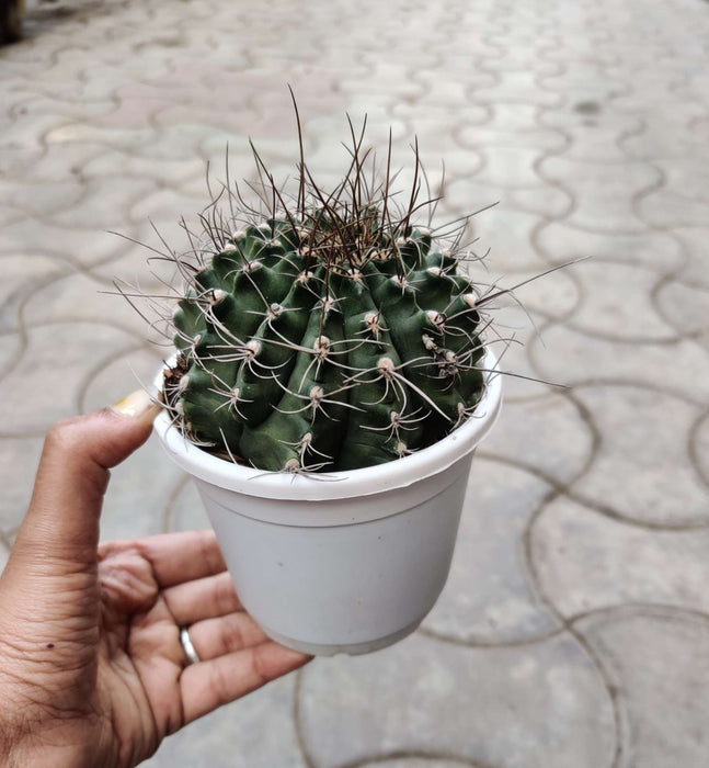 Gymnocalycium Mihanovichi 10 cm pot
