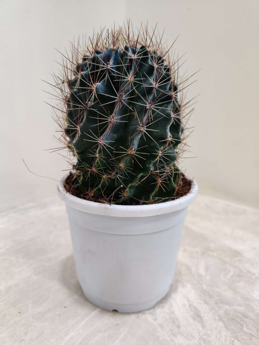 Painted Non-Grafted Orange Cactus 10 cm pot