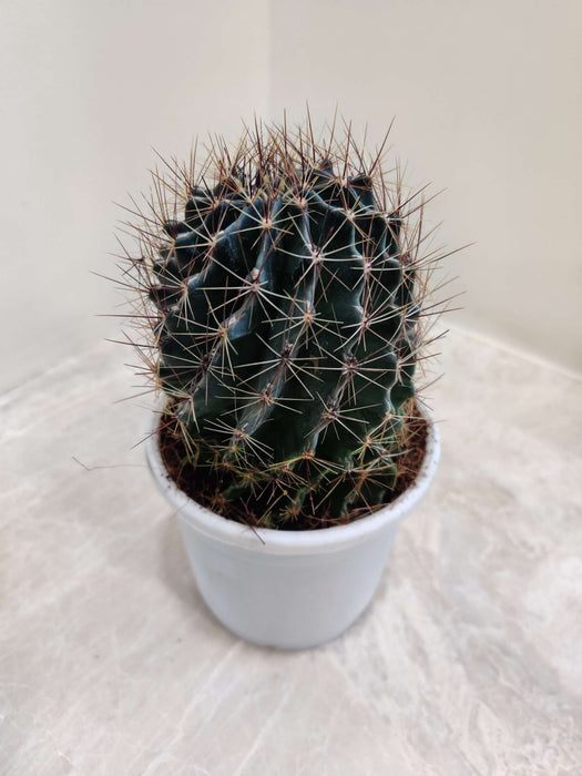 Painted Non-Grafted Orange Cactus 10 cm pot