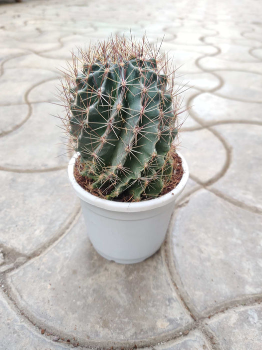Painted Non-Grafted Orange Cactus 10 cm pot