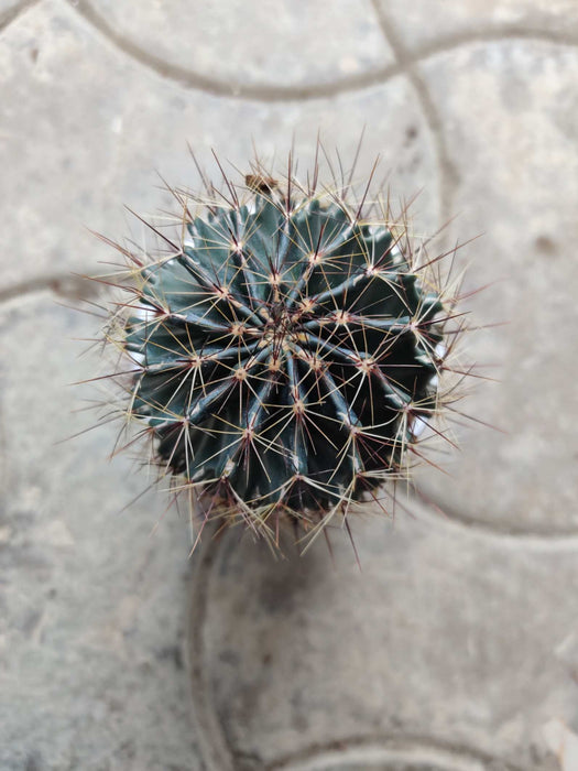 Painted Non-Grafted Orange Cactus 10 cm pot