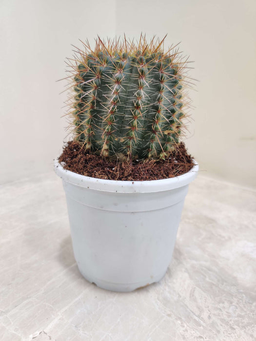Misthi Cactus 10 cm pot