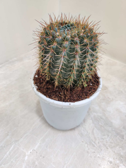 Misthi Cactus 10 cm pot