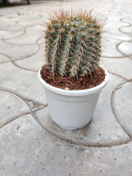 Misthi Cactus 10 cm pot