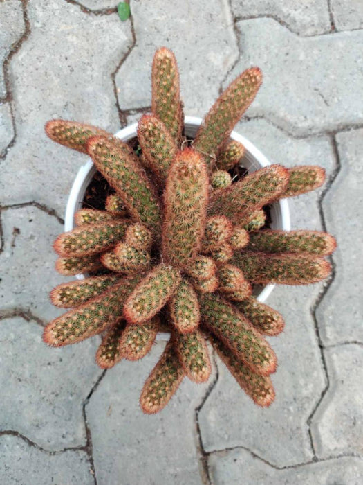 Mammillaria Elongata Cactus Hanging 17 cm pot