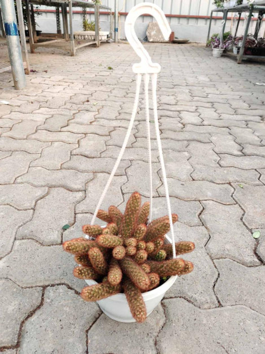 Mammillaria Elongata Cactus Hanging 17 cm pot
