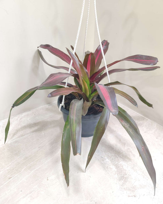 Neoragelia Hanging 18 cm pot