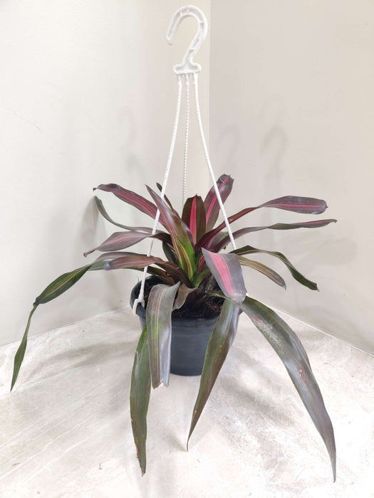 Neoragelia Hanging 18 cm pot