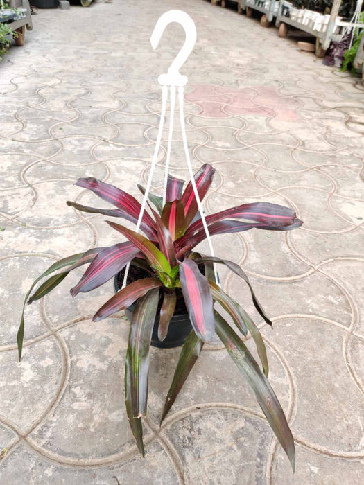 Neoragelia Hanging 18 cm pot