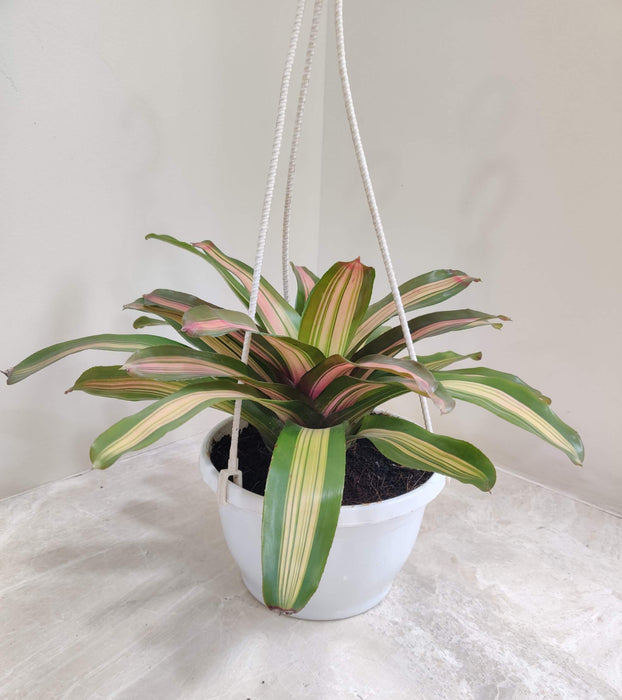 Neoragelia Hanging 17 cm pot