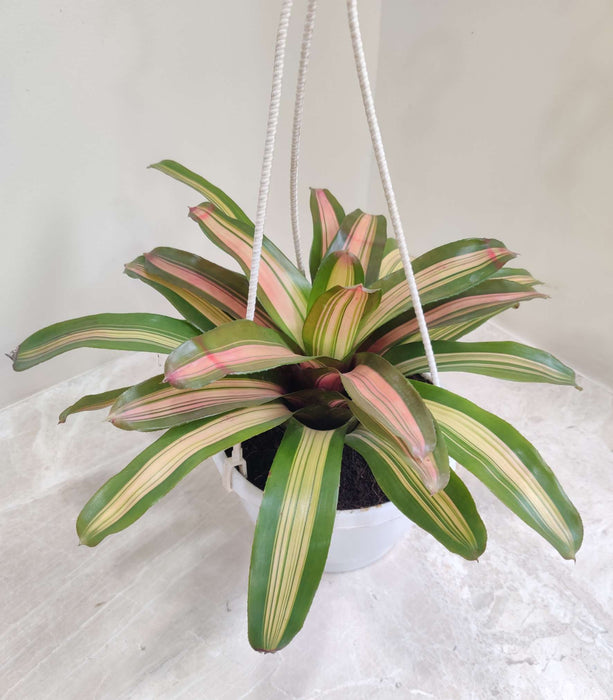 Neoragelia Hanging 17 cm pot