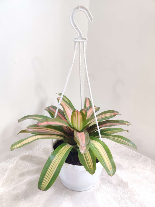 Neoragelia Hanging 17 cm pot