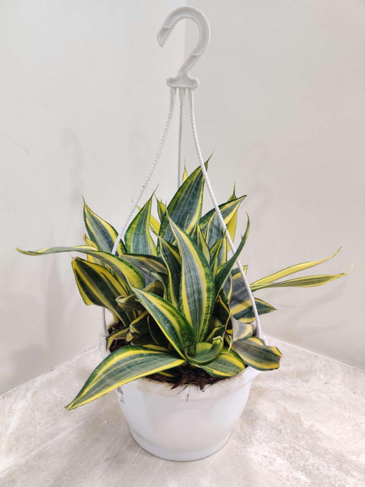 Sansevieria Trifasciata 'Crooked' 20 cm pot