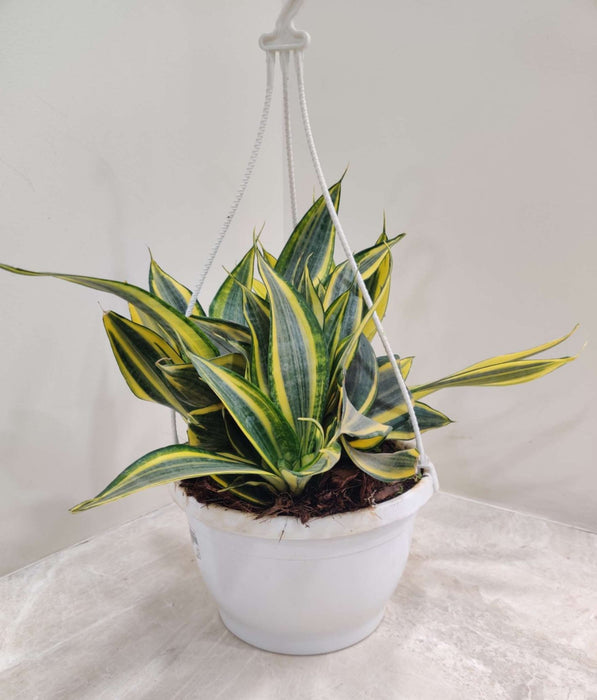 Sansevieria Trifasciata 'Crooked' 20 cm pot