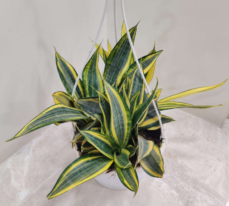 Sansevieria Trifasciata 'Crooked' 20 cm pot