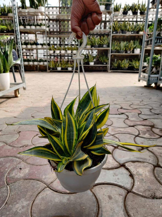 Sansevieria Trifasciata 'Crooked' 20 cm pot