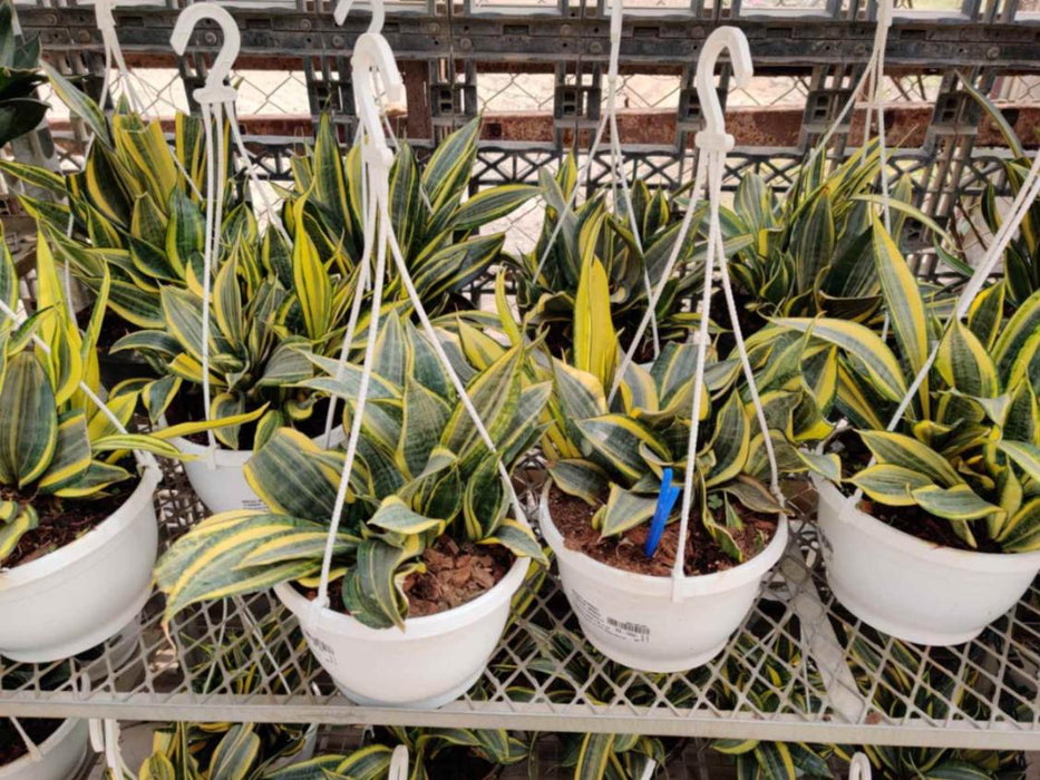 Sansevieria Trifasciata 'Crooked' 20 cm pot