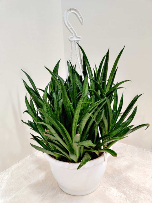 Sansevieria Hybrida 'Lilliput' 20 cm pot