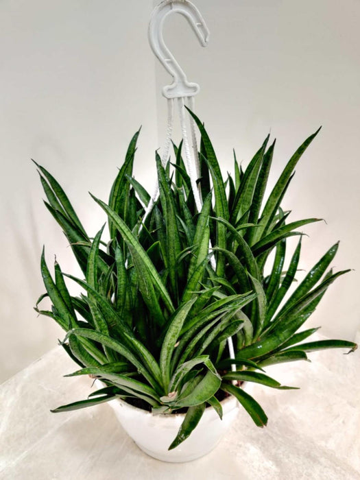 Sansevieria Hybrida 'Lilliput' 20 cm pot