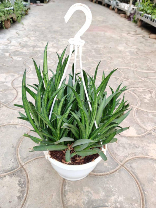 Sansevieria Hybrida 'Lilliput' 20 cm pot