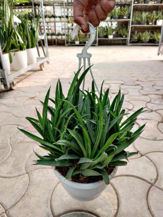 Sansevieria Hybrida 'Lilliput' 20 cm pot