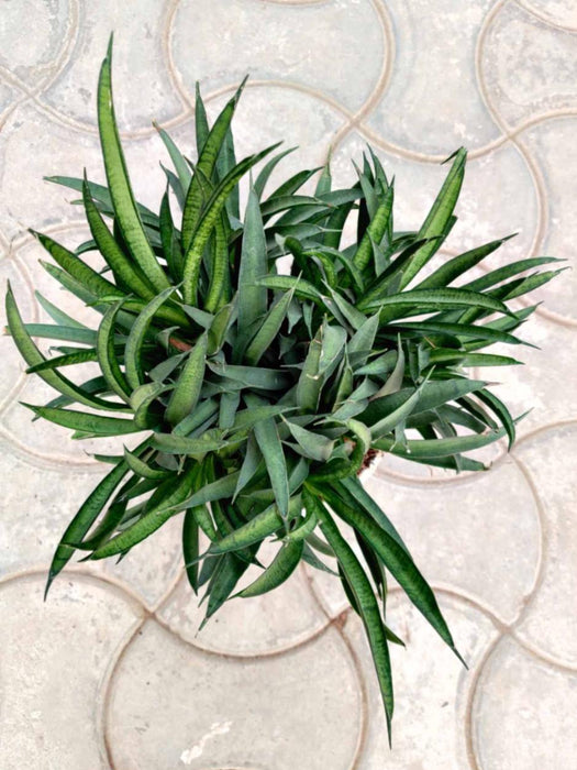 Sansevieria Hybrida 'Lilliput' 20 cm pot