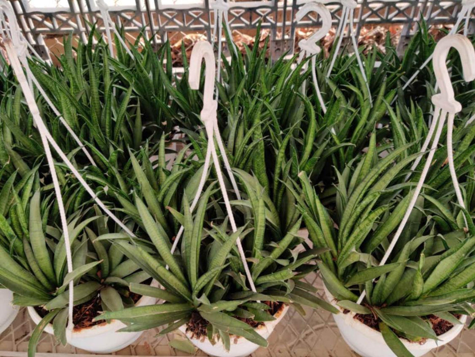 Sansevieria Hybrida 'Lilliput' 20 cm pot