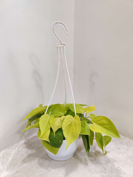 Oxy Cardium Hanging 17 cm pot