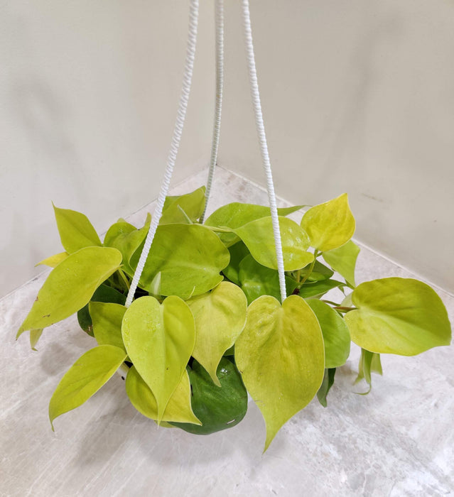 Oxy Cardium Hanging 17 cm pot