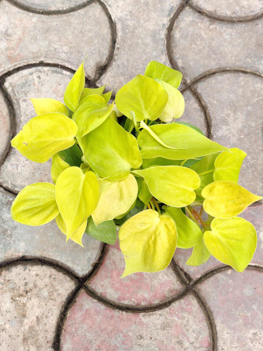 Oxy Cardium Hanging 17 cm pot