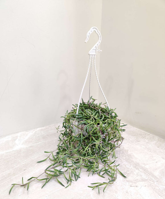 Succulent Hanging 15 cm pot