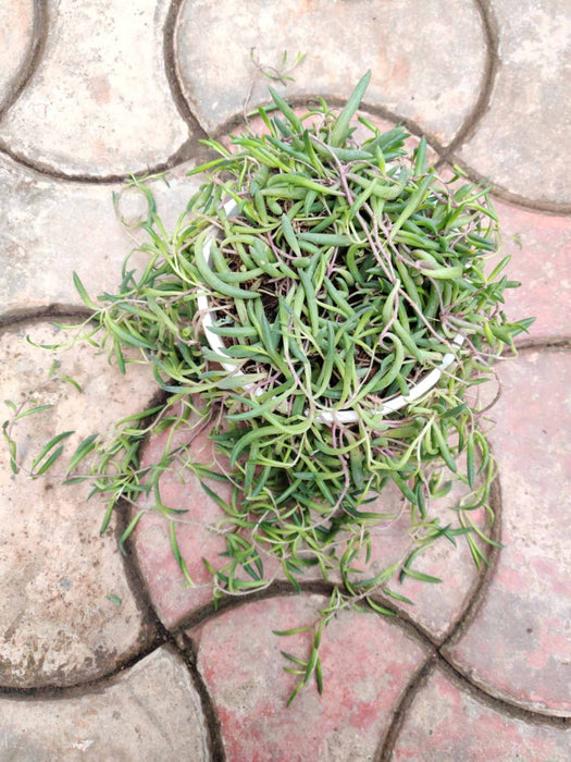 Succulent Hanging 15 cm pot