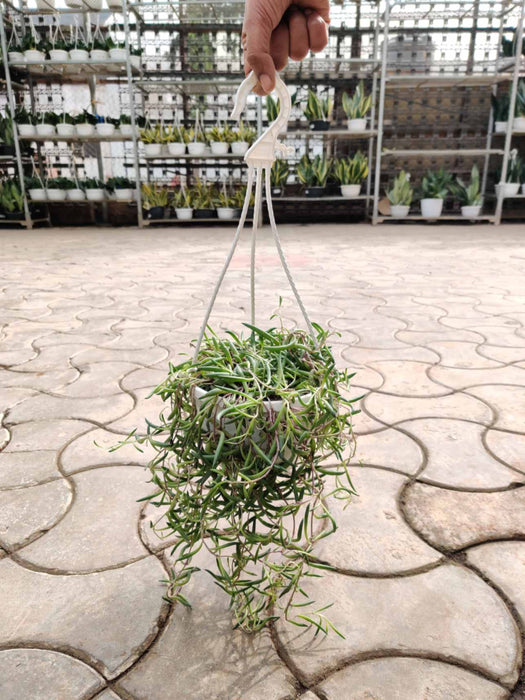 Succulent Hanging 15 cm pot