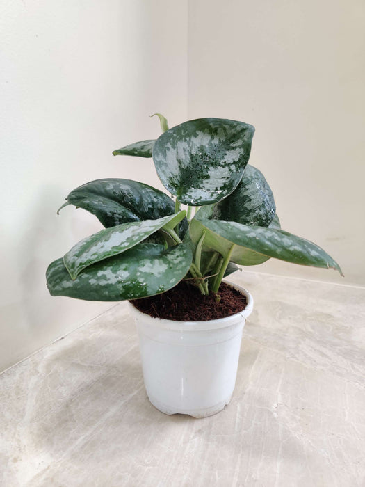 Scindapsus Pictus (Satin Pothos) 10 cm pot