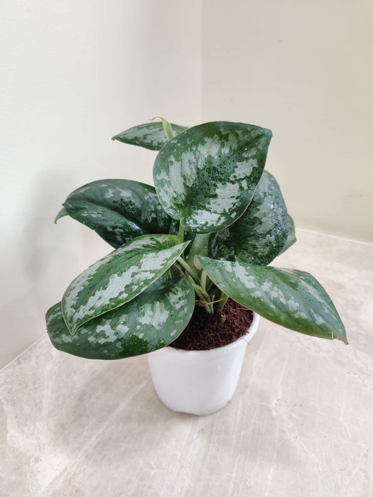 Scindapsus Pictus (Satin Pothos) 10 cm pot