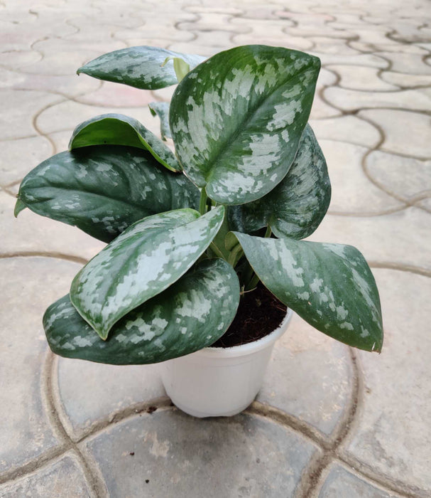 Scindapsus Pictus (Satin Pothos) 10 cm pot