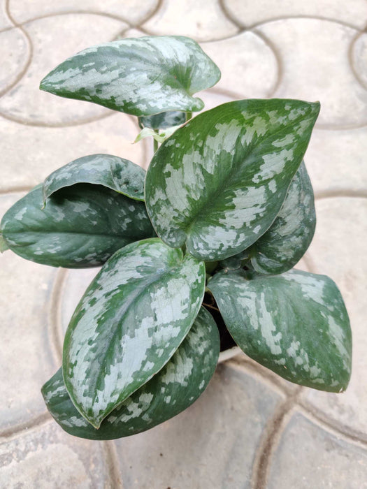 Scindapsus Pictus (Satin Pothos) 10 cm pot