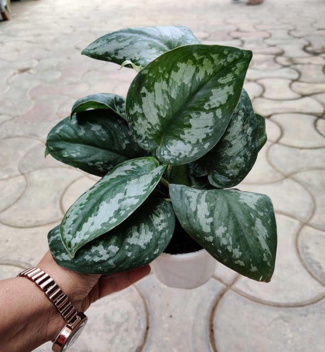 Scindapsus Pictus (Satin Pothos) 10 cm pot