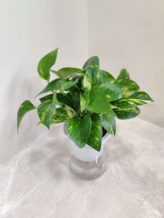 Green Money Water Plant 10 cm pot
