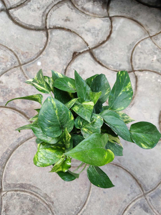Green Money Water Plant 10 cm pot