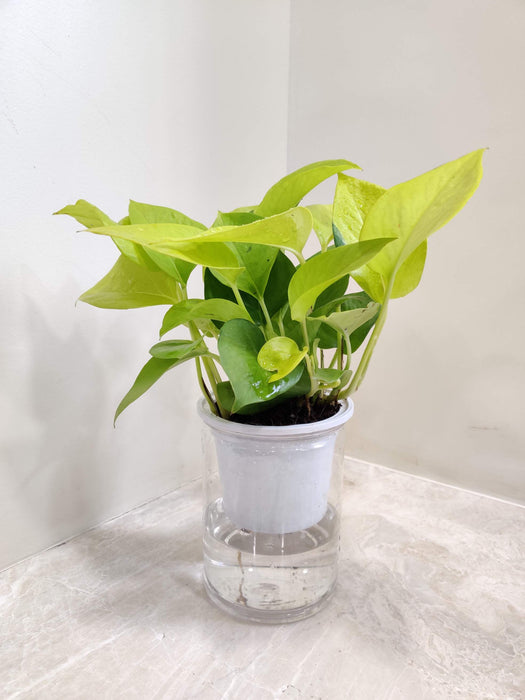 Golden Money Water Plant 10 cm pot