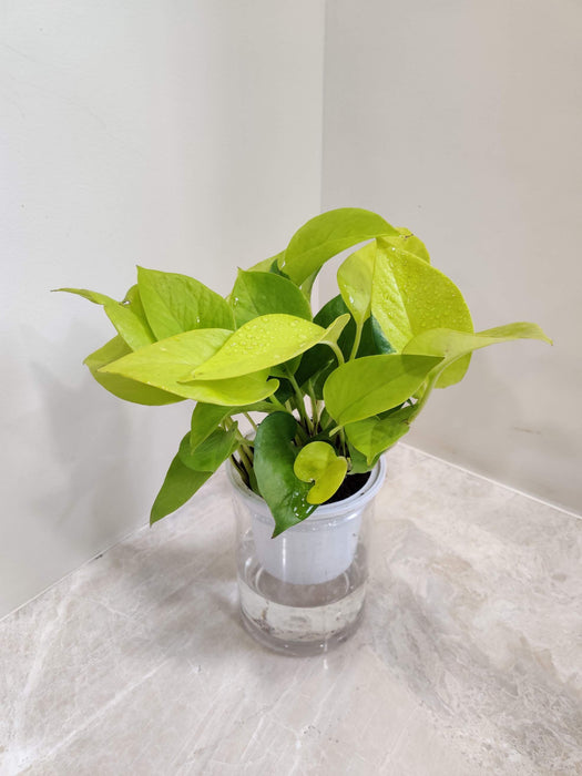 Golden Money Water Plant 10 cm pot