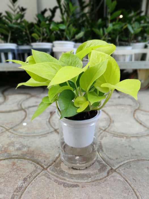 Golden Money Water Plant 10 cm pot