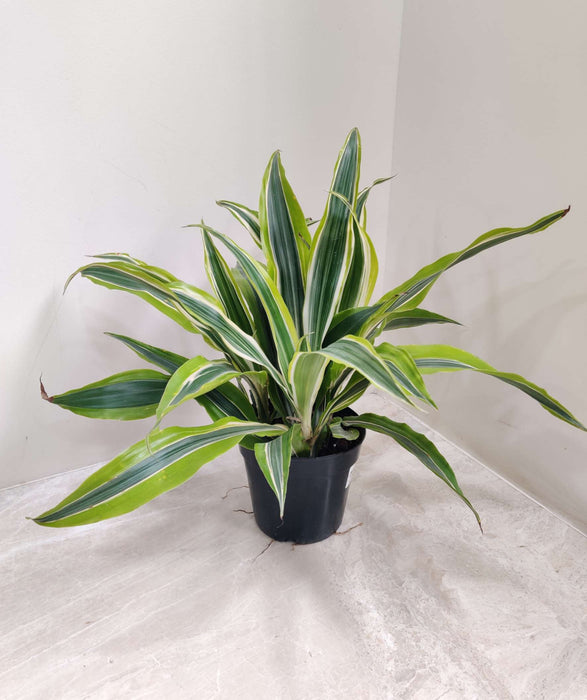 Dracaena lemon lime 13.5 cm pot