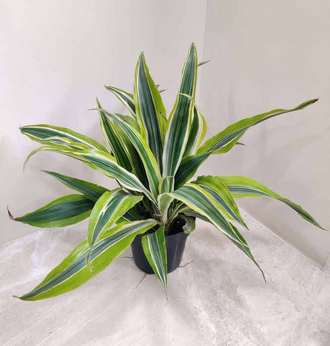 Dracaena lemon lime 13.5 cm pot